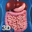 My Digestive System Anatomy My Digestive System Anatomy